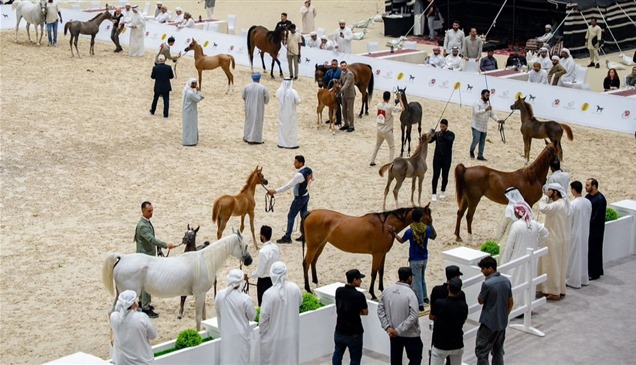 أبوظبي والظفرة تحتفيان بإرث الخيل العربية في بطولتين رمضانيتين