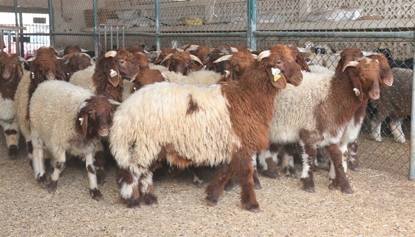 أضحية العيد (أرشيفية)