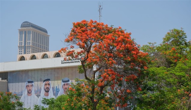 حمدان بن محمد يوجّه بتكثيف زراعة "شجرة الشعلة" في دبي