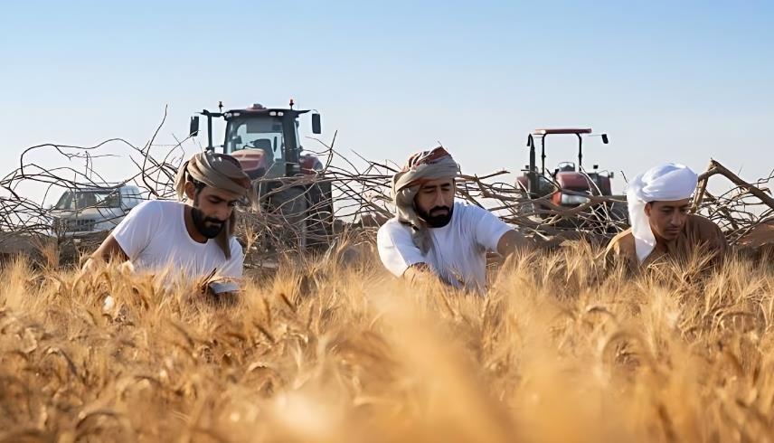 حصاد القمح من الحقول الإماراتية (الصورة من حساب وزارة التغير المناخي والبيئة)