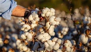 القطن يقفز لأعلى مستوى في عامين