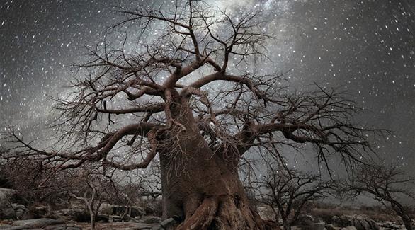 بالصور: أقدم الأشجار في العالم تعانق نجوم السماء