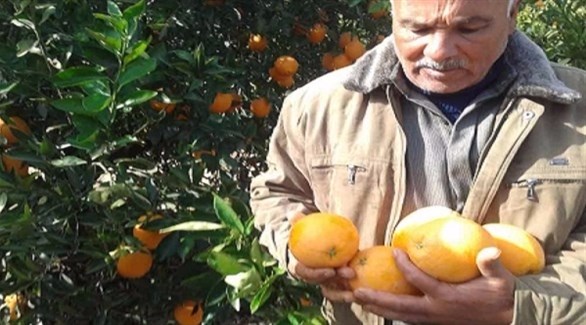 مزارع مصري يجمع البرتقال (أرشيف)