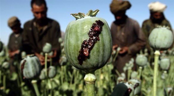 حقوق خشخاش في أفغانستان.(أرشيف)