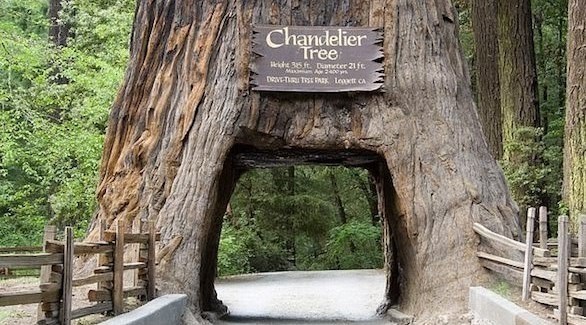 منفذ شجرة ريدوود، كاليفورنيا (ديلي ميل)