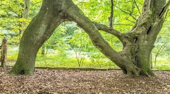 الشجرة الأكثر تميزاً في بريطانيا (ميترو)
