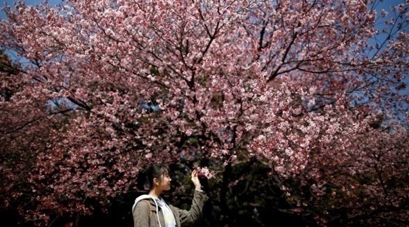 أشجار كرز مزهرة تعلن حلول الربيع في طوكيو