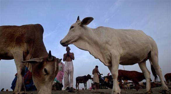 هندي أمام أبقاره (أرشيف)