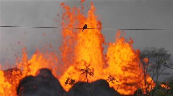 عصفور يظهر على شريط قبالة الحمم البركانية المتفجرة في هاواي (أ ف ب)