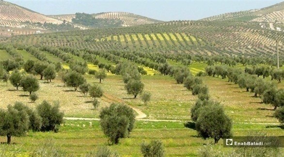 إسبانيا انتقادات أوروبية لتركيا بسبب سرقة الزيتون السوري