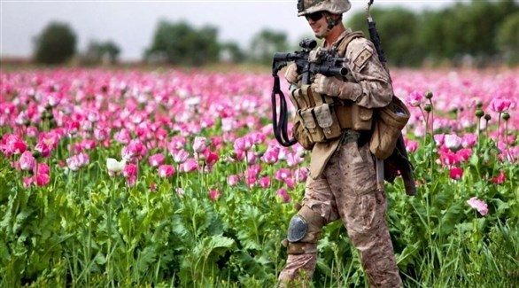 جندي في حقل أفيون في أفغانستان.(أرشيف)