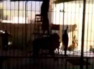 بالفيديو: أسد يقتل مدربه خلال عرض بمصر وسط صرخات الجمهور