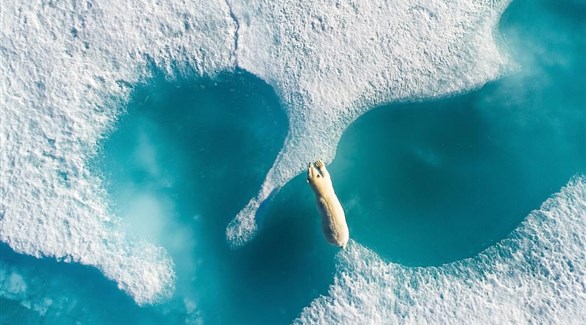 دب قطبي يعبر الجليد الذائب خلال الصيف - Florian Ledoux