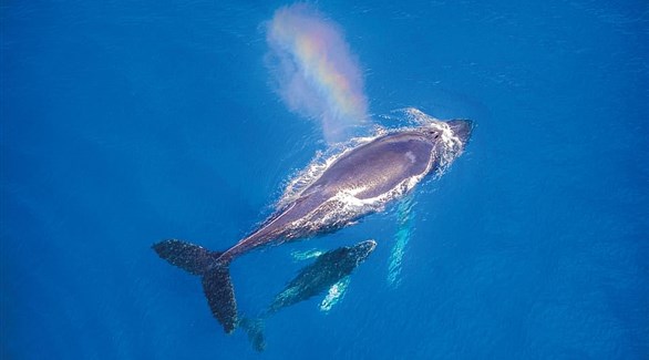 الحوت فوق سطح الماء - Stacy Garlingtion