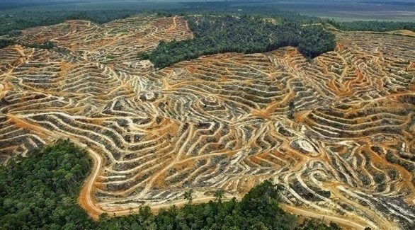 غابات ماليزية مجروفة لتعويضها بأشجار نخيل لإنتاج الزيت (أرشيف)