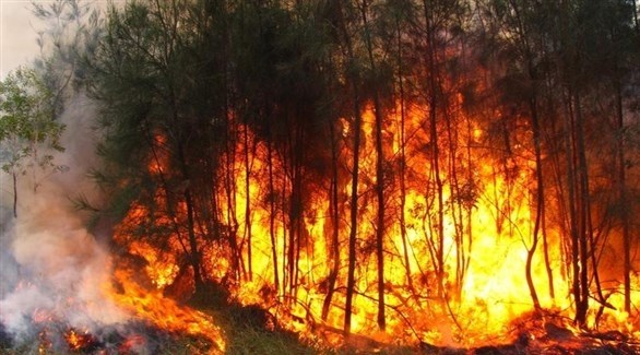 حريق غابات في أستراليا (أرشيف)