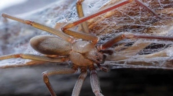 عناكب لوكوسيليس المنزلية (ميرور)