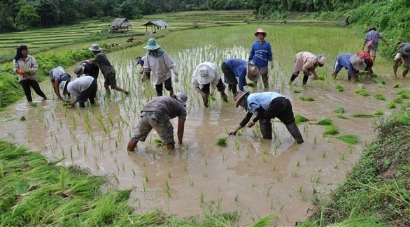المزارعون في تايلاند (أرشيف)