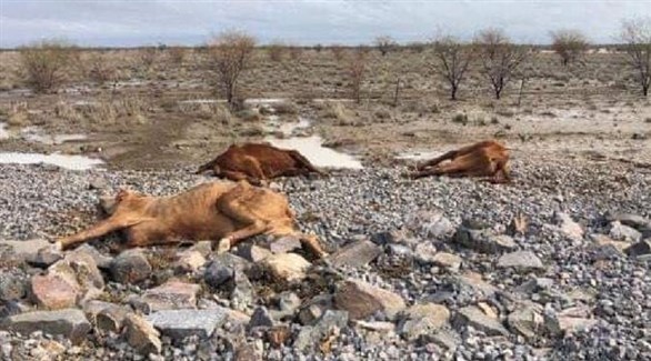 أبقار نافقة في أستراليا بسبب الجفاف (أرشيف)