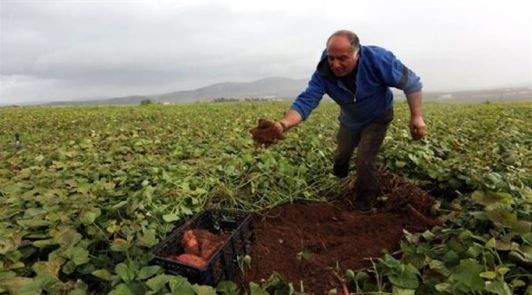 مزارع فلسطيني في غور الأردن (أرشيف)
