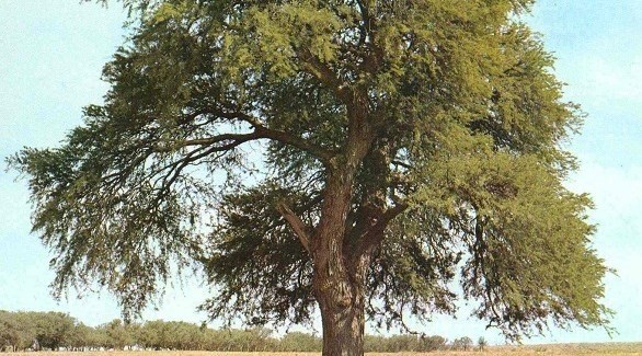 شجرة السدر في امريكا - Shajara