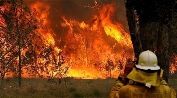 مشاهير يتبرعون بسخاء لمكافحة حرائق الغابات في أستراليا