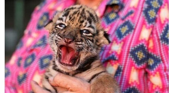 نمر Tiger I