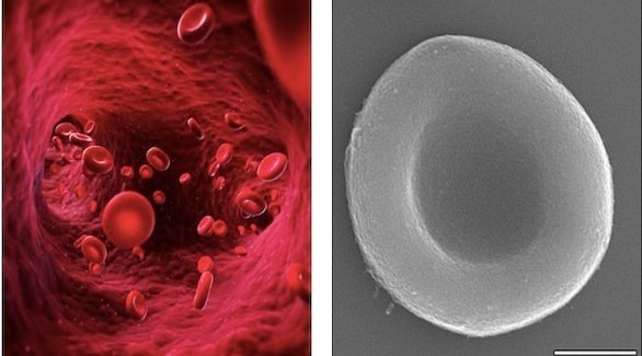 خلايا دم حمراء اصطناعية لحمل الأكسجين إلى الجسم (ديلي ميل)