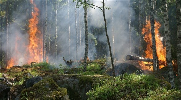 حرائق في الغابات (أرشيف)