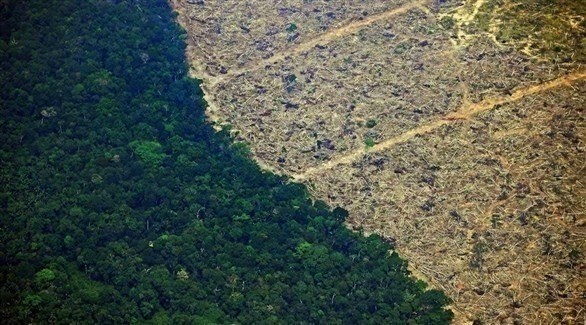 قطع الأشجار في الغابات (غيتي)