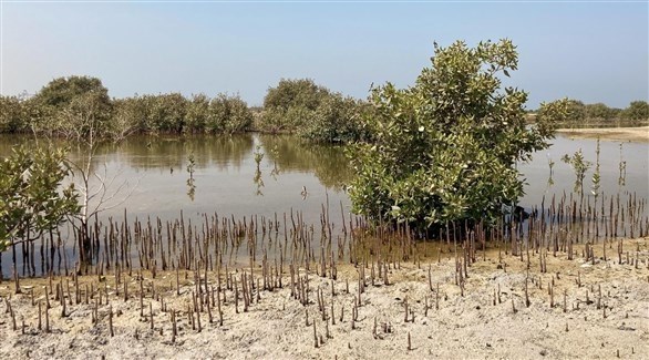 "دي بي ورلد" تطلق مشروع غابة المانغروف لحماية بيئة الإمارات(المصدر)