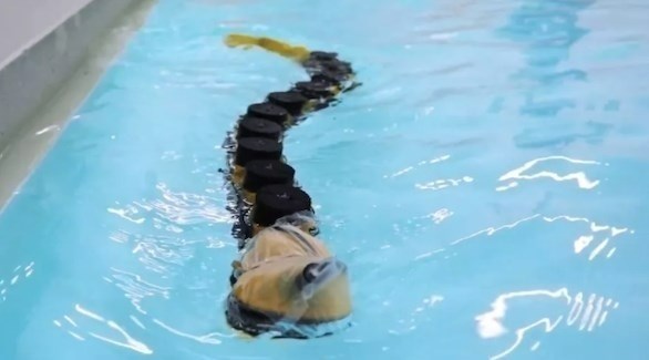 يمكن لروبوت "أغناثا إكس" السباحة بكفاءة في الماء (إن غادجيت)