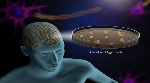 نمو دماغ صناعي من الخلايا الجذعية (ديلي ميل)