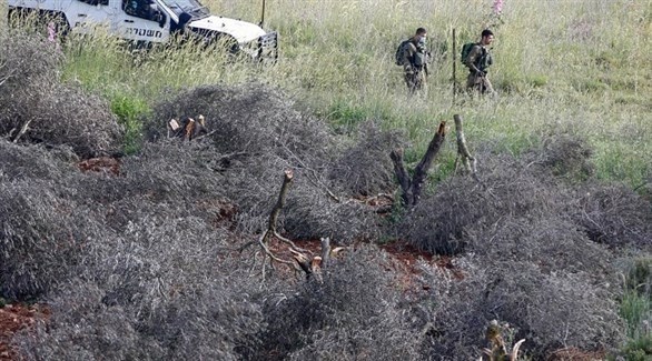 جنود إسرائيليون في حقل زيتون قطع مستوطنون أشجاره (أرشيف)