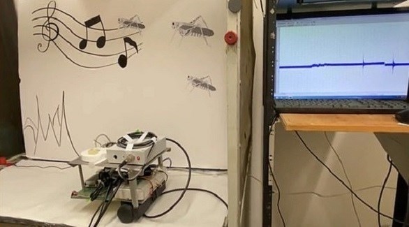 روبوت يسمع الأصوات باستخدام أذن حشرة (ديلي ميل)