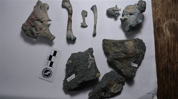 العظام المتحجرة لبوركيسوكس مالينجراندنسيس في بوينس آيرس