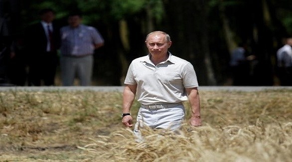 الرئيس الروسي فلاديمير بوتين وسط حقل حبوب (أرشيف)