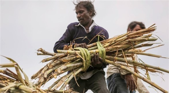 مزارع هندي يحمل حزمة من قصب السكر (أرشيف)