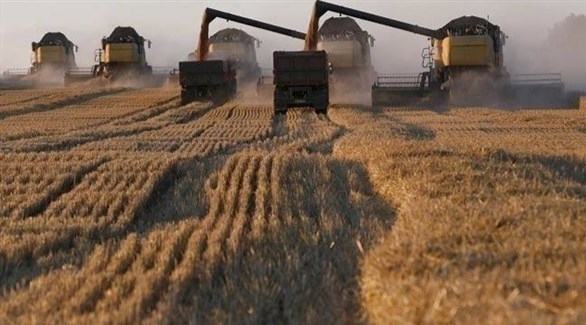 زراعة القمح في روسيا (أرشيف)