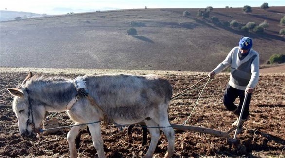 مزارع مغربي يحرث حقلاً جبلياً (أرشيف)