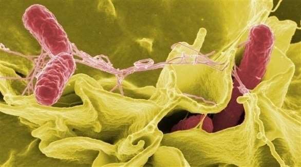 صورة ميكروسكوبية لبكتريا السالمونيلا