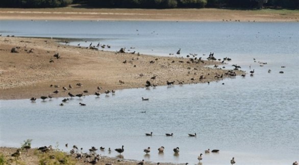طيور في بحيرة سيفن اوكس قرب لندن بعد انحسار مياهها (أرشيف)