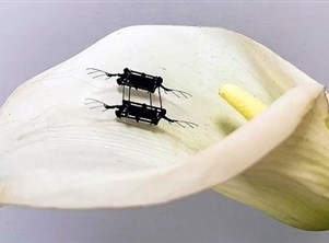 روبوتات بحجم الحشرات تتوهج أثناء طيرانها لمهام البحث والإنقاذ