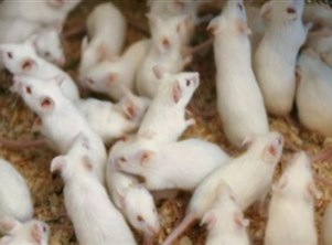 استنساخ فئران عبر تجفيف الخلايا بالتجميد في تقنية واعدة على صعيد حفظ الأنواع