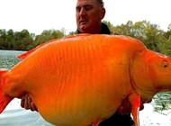 وزنها أكثر من 30 كيلوغراماً.. اصطياد سمكة ذهبية عملاقة