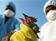 إنفلونزا الطيور تقضي على 50.54 مليون طائر في أمريكا
