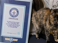 عمرها 27 عاماً.. تتويح "فلوسي" رسمياً أكبر قطة حية في العالم