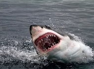 هجمات أسماك القرش على البشر تزداد مع اكتمال القمر