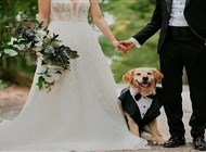 كلب يقود العروسين... صيحة جديدة في حفلات الزفاف