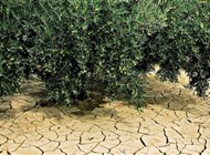 جفاف غير مسبوق منذ أكثر من ألف سنة في بعض مناطق إسبانيا والبرتغال